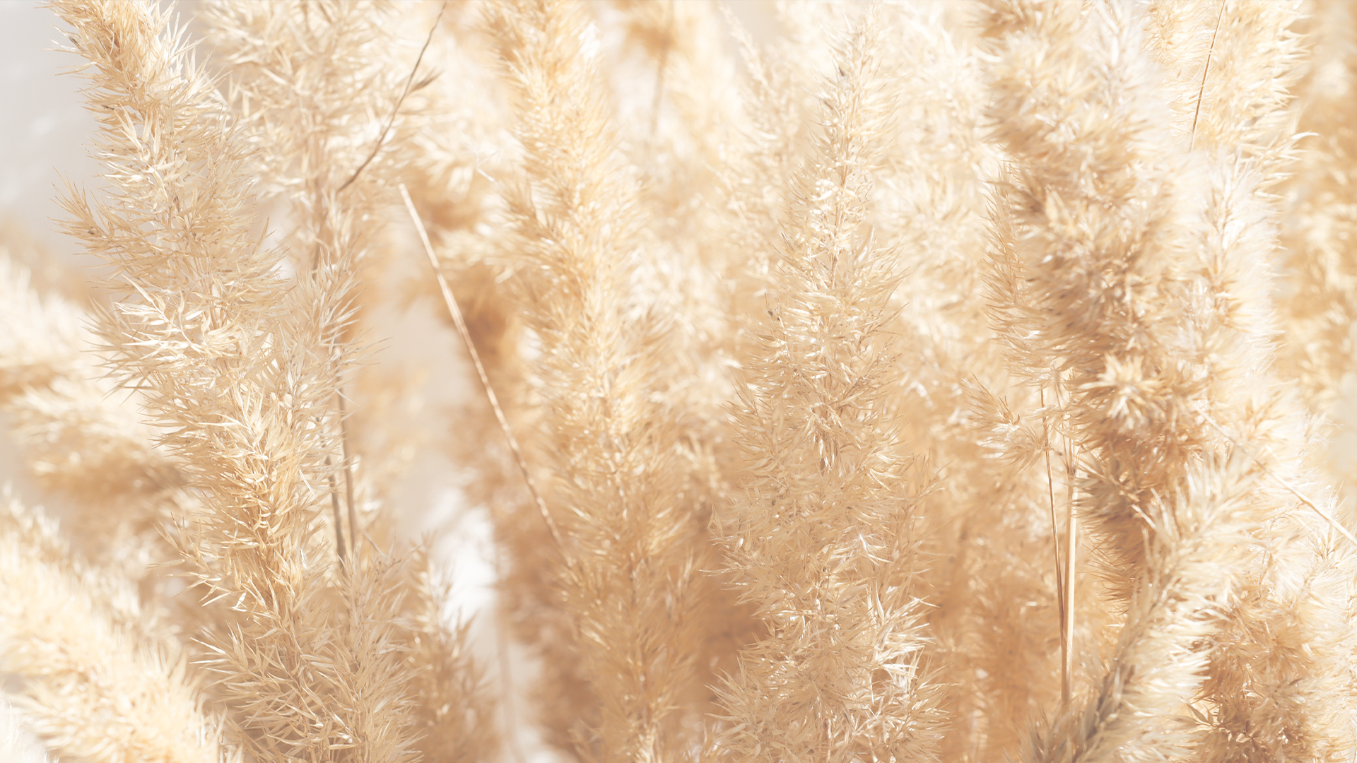 SML SEDEF KREM LAK PANEL